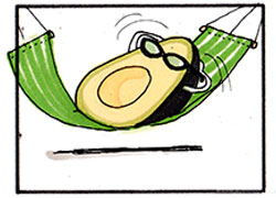 avocado